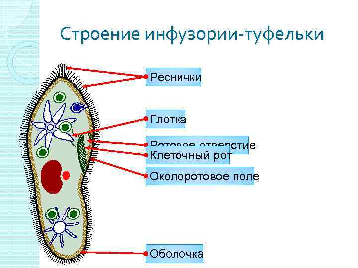 Строение инфузории-туфельки Реснички Глотка Ротовое отверстие Клеточный рот Околоротовое поле Оболочка 