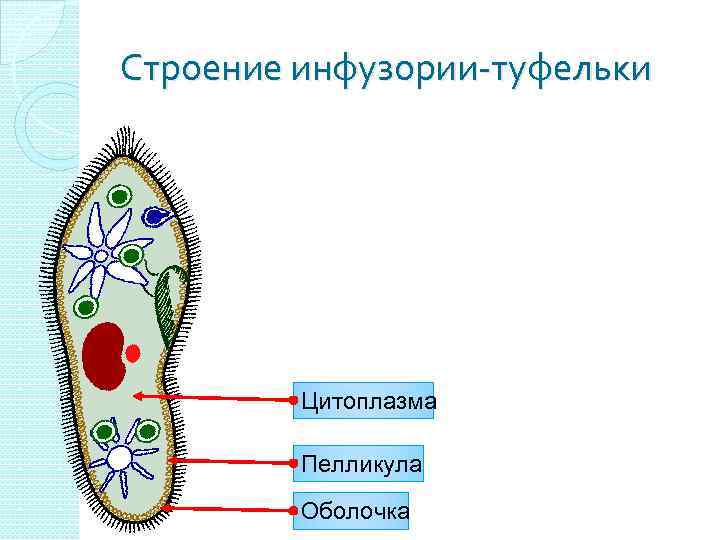 Строение инфузории туфельки. Цитоплазма у инфузории туфельки. Инфузория туфелька пелликула. Строение пелликулы инфузории. Строение инфузории туфельки пелликула.