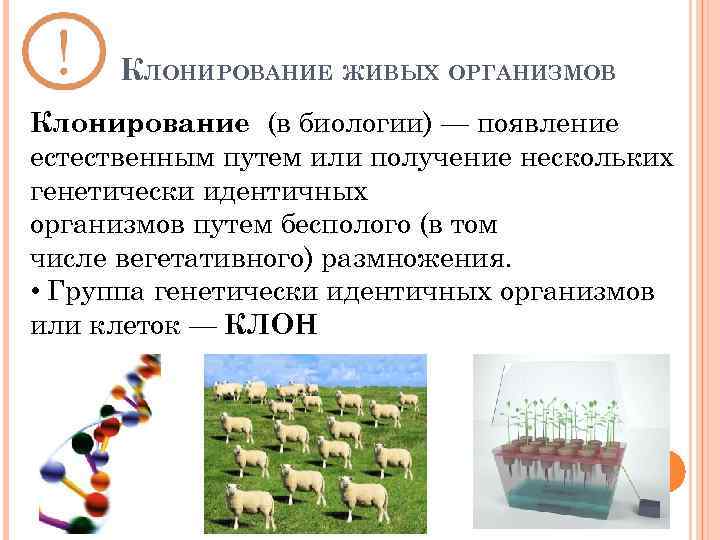КЛОНИРОВАНИЕ ЖИВЫХ ОРГАНИЗМОВ Клонирование (в биологии) — появление естественным путем или получение нескольких генетически