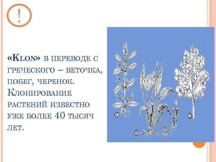  «KLON» В ПЕРЕВОДЕ С ГРЕЧЕСКОГО – ВЕТОЧКА, ПОБЕГ, ЧЕРЕНОК. КЛОНИРОВАНИЕ РАСТЕНИЙ ИЗВЕСТНО УЖЕ