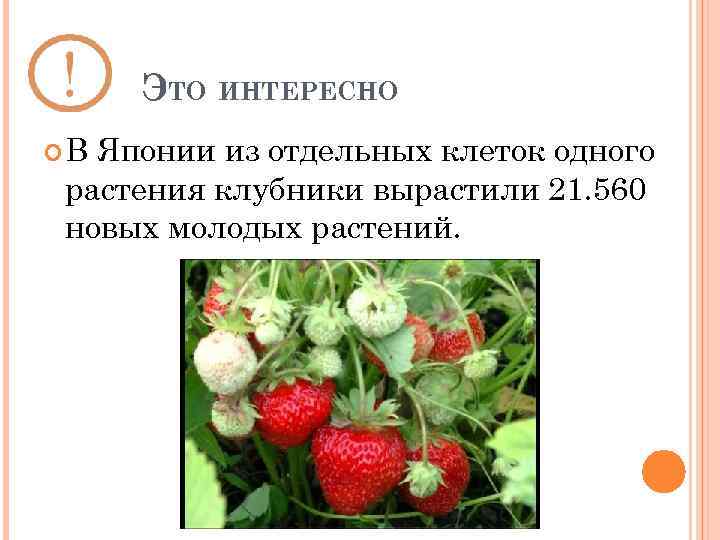 ЭТО ИНТЕРЕСНО В Японии из отдельных клеток одного растения клубники вырастили 21. 560 новых