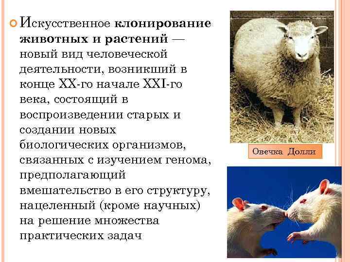  Искусственное клонирование животных и растений — новый вид человеческой деятельности, возникший в конце