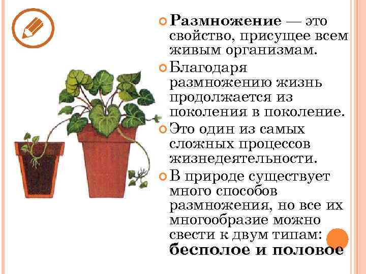 — это свойство, присущее всем живым организмам. Благодаря размножению жизнь продолжается из поколения в