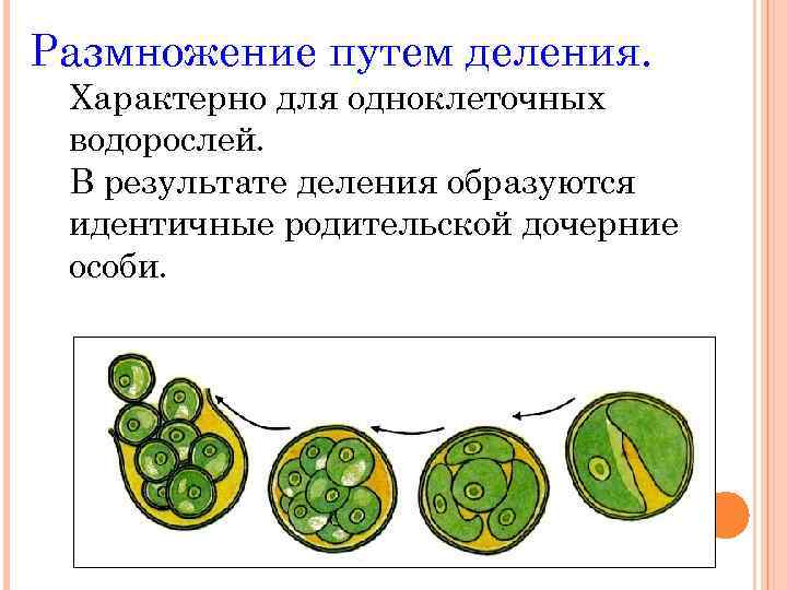 Размножение клеток водорослей. Размножение одноклеточных водорослей. Схема размножения одноклеточных водорослей. Размножение одноклеточных водорослей рисунок. Размножение многоклеточных зеленых водорослей.