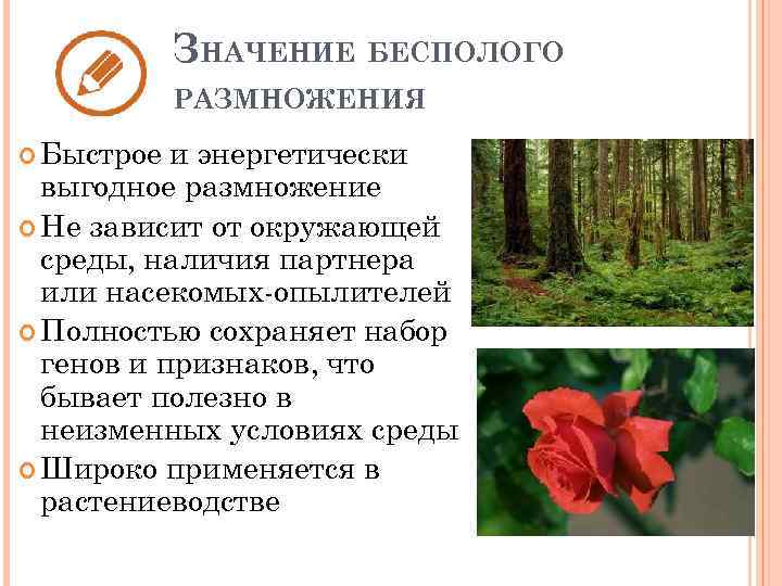 ЗНАЧЕНИЕ БЕСПОЛОГО РАЗМНОЖЕНИЯ Быстрое и энергетически выгодное размножение Не зависит от окружающей среды, наличия
