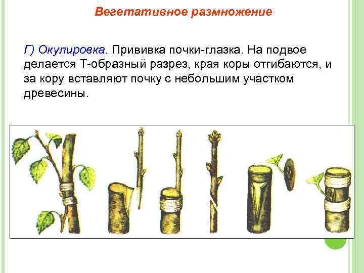 Вегетативное размножение Г) Окулировка. Прививка почки-глазка. На подвое делается Т-образный разрез, края коры отгибаются,