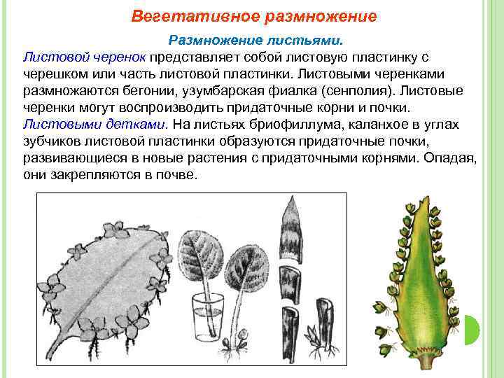 Вегетативное размножение листовыми черенками