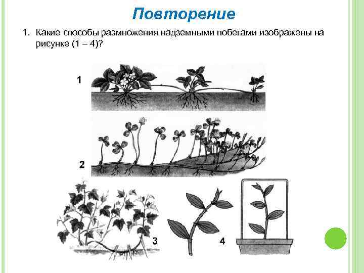 Повторение 1. Какие способы размножения надземными побегами изображены на рисунке (1 – 4)? 