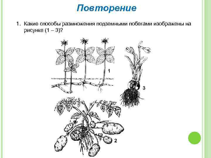 Биология 6 класс параграф 17 вегетативное размножение. Вегетативное размножение побегами схема. Способы вегетативного размножения растений рисунки. Вегетативное размножение растений рисунок. Вегетативное размножение подземными побегами.