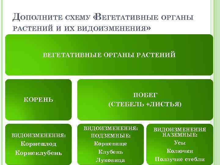 Заполните схему строение вегетативного тела высшего растения