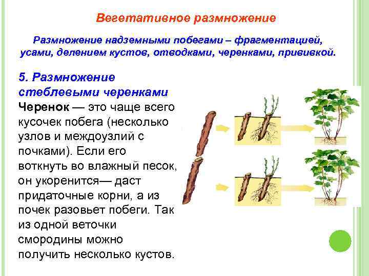 Вегетативное размножение Размножение надземными побегами – фрагментацией, усами, делением кустов, отводками, черенками, прививкой. 5.