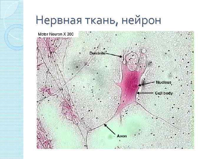 Вещество нервной ткани