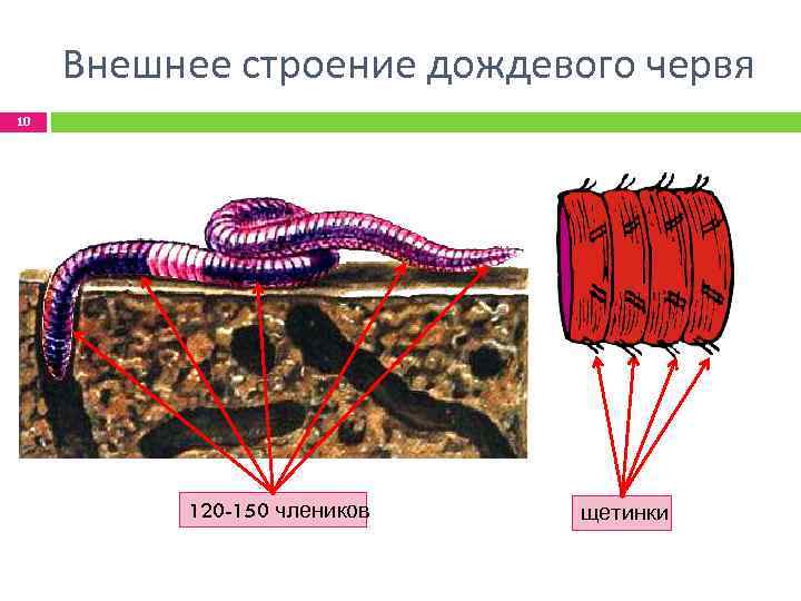 Внешнее строение дождевого червя 10 120 -150 члеников щетинки 