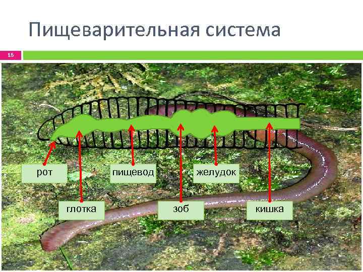 Пищеварительная система 16 пищевод рот глотка желудок зоб кишка 