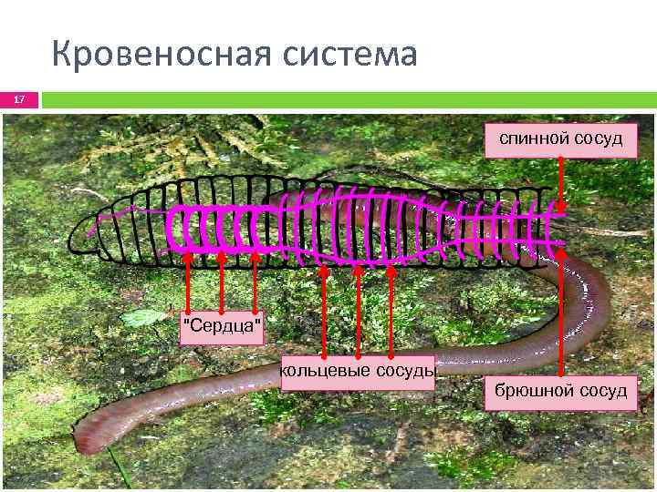 Кровеносная система 17 спинной сосуд "Сердца" кольцевые сосуды брюшной сосуд 