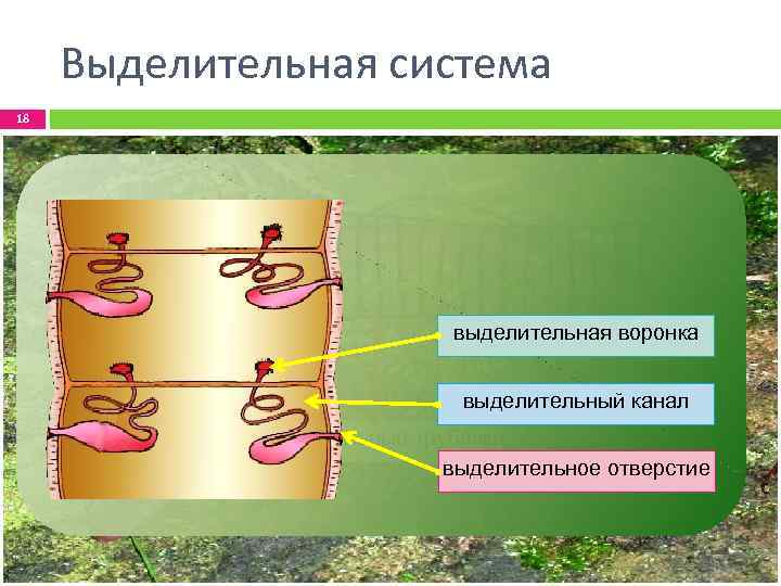 Выделительная система 18 выделительная воронка выделительный канал выделительные трубочки выделительное отверстие 