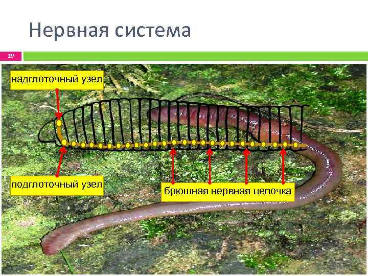 Нервная система 19 надглоточный узел подглоточный узел брюшная нервная цепочка 