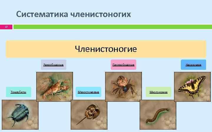 Систематического положения типа членистоногие. Членистоногие систематика.