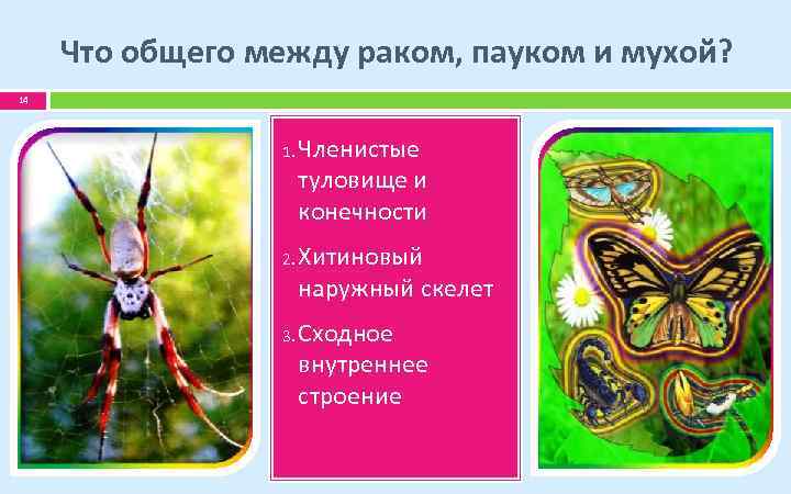Что общего между раком, пауком и мухой? 14 1. 2. 3. Членистые туловище и