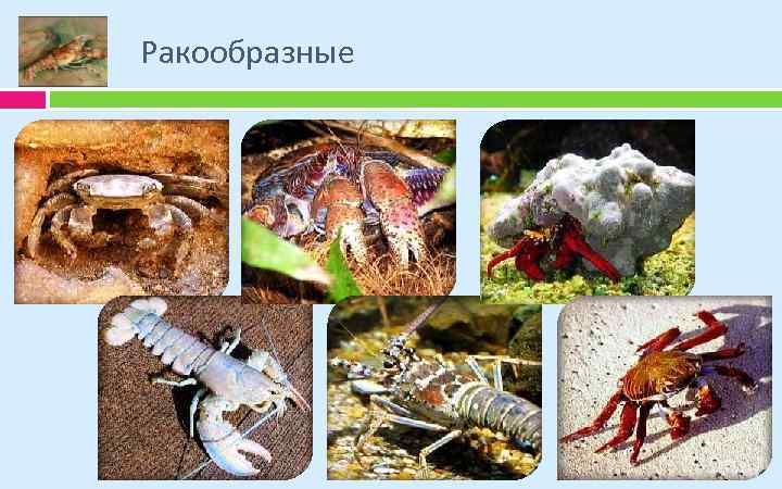 Ракообразные 