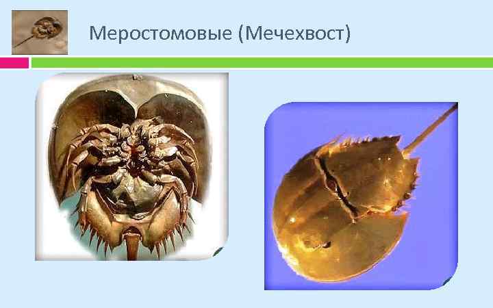 Меростомовые (Мечехвост) 