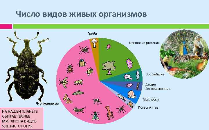 Виды организмов