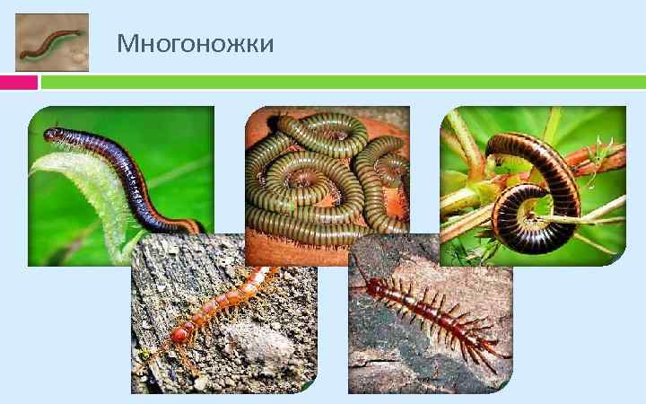 Многоножки 