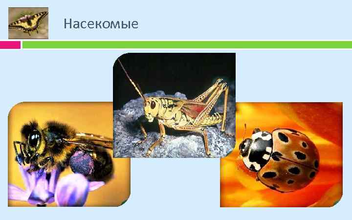 Насекомые 