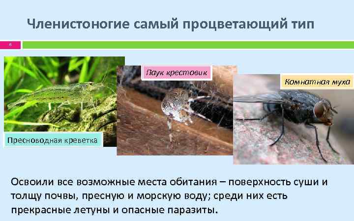 К какому классу членистоногих относится представленное на фотографии животное