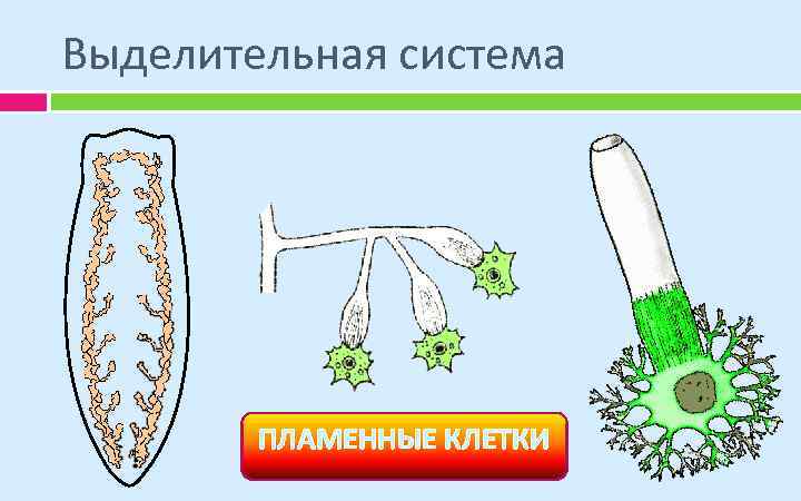 Выделительная система ПЛАМЕННЫЕ КЛЕТКИ 