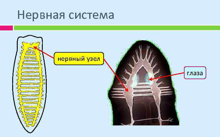 Нервная система нервный узел глаза 