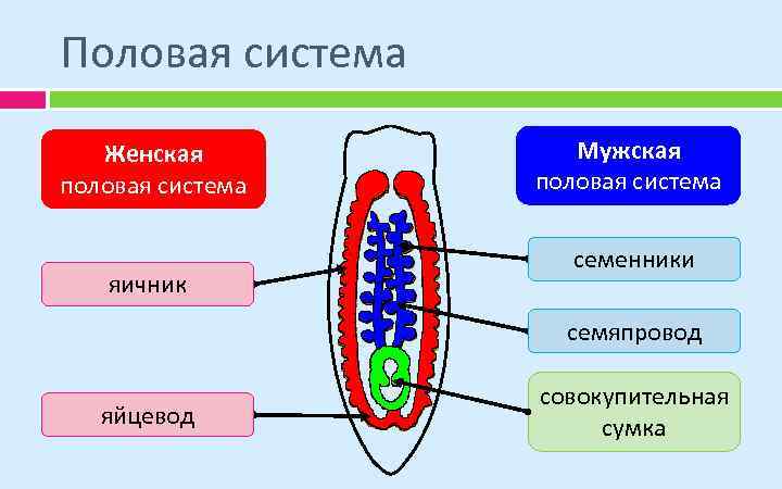 Сканворд беглый чертеж детали 5 букв