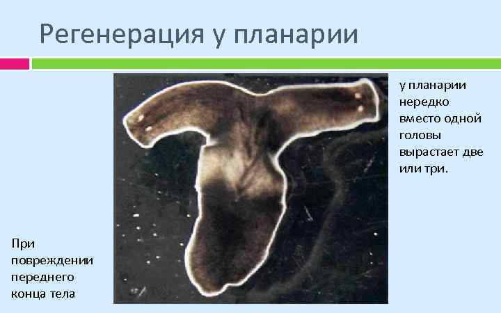 Регенерация у планарии нередко вместо одной головы вырастает две или три. При повреждении переднего