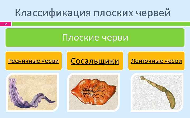 К группе плоских червей относится. Тип плоские черви классификация. Классификация типа плоских червей. Тип плоские черви систематика. Классификация плоских червей 7 класс.