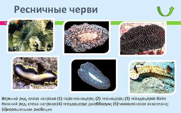 Ресничные черви 19 Верхний ряд, слева направо (1) парапланоцера; (2) планоцера; (3) псевдоцерос байе