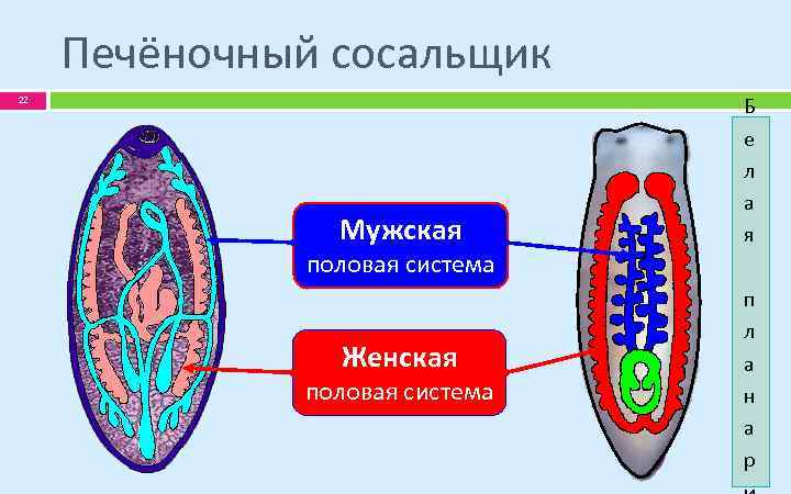 Печёночный сосальщик 22 Мужская половая система Женская половая система Б е л а я