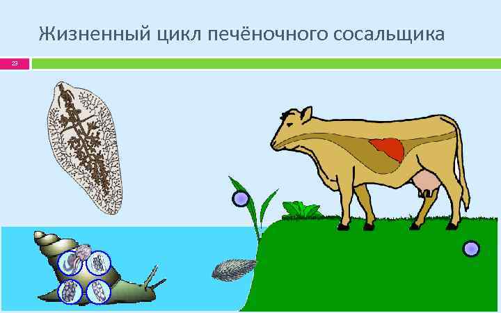 Жизненный цикл печёночного сосальщика 23 