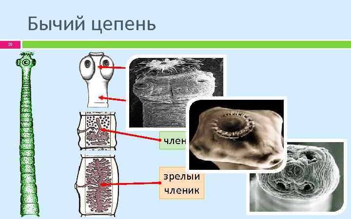 Бычий цепень 29 головка шейка членик зрелый членик 