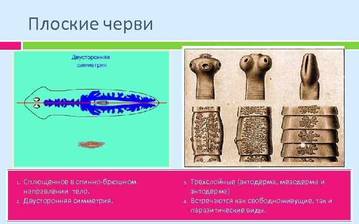 Плоские черви 1. 2. Сплющенное в спинно-брюшном направлении тело. Двусторонняя симметрия. 3. 4. Трехслойные