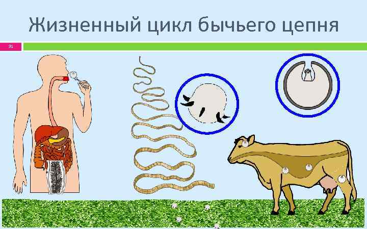 Жизненный цикл бычьего цепня 31 