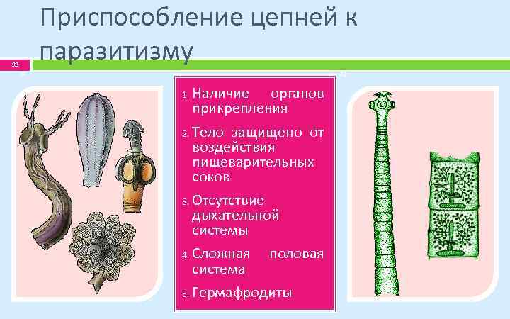 Приспособление цепней к паразитизму 32 32 32 1. 2. 3. 4. 5. Наличие органов