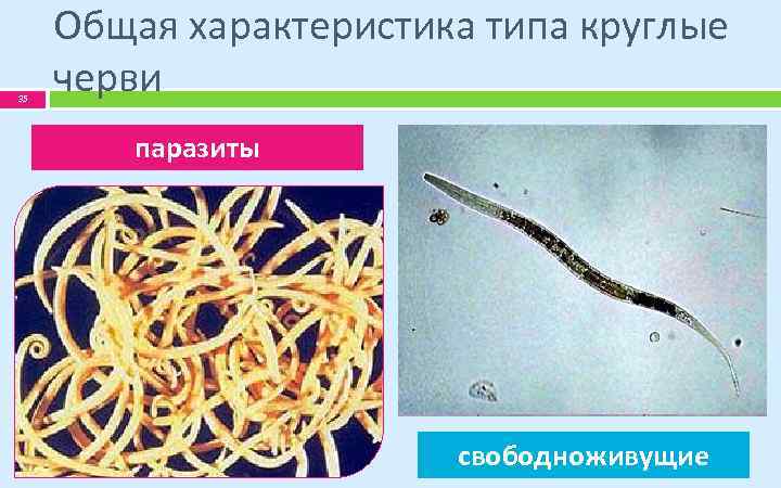 35 Общая характеристика типа круглые черви паразиты свободноживущие 