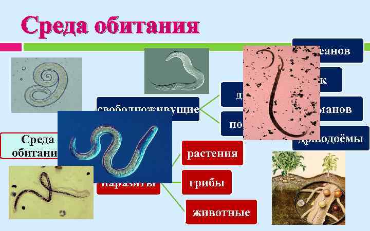 Среда обитания океанов рек дно лиманов свободноживущие почва др. водоёмы Среда обитания растения паразиты