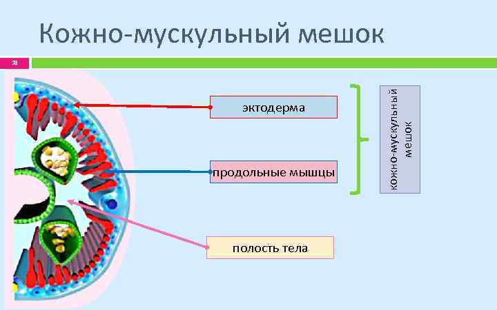Кожно-мускульный мешок эктодерма продольные мышцы полость тела кожно-мускульный мешок 38 