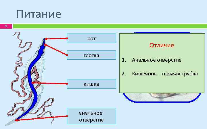 Питание 39 рот глотка Отличие 1. Анальное отверстие 2. Кишечник – прямая трубка кишка