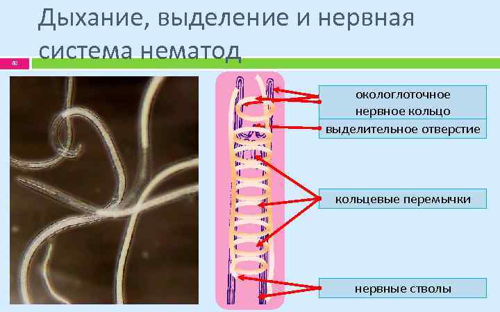 40 Дыхание, выделение и нервная система нематод окологлоточное боковые канальца нервное кольцо выделительное отверстие