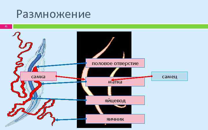 Размножение 41 половое отверстие самка матка яйцевод яичник самец 