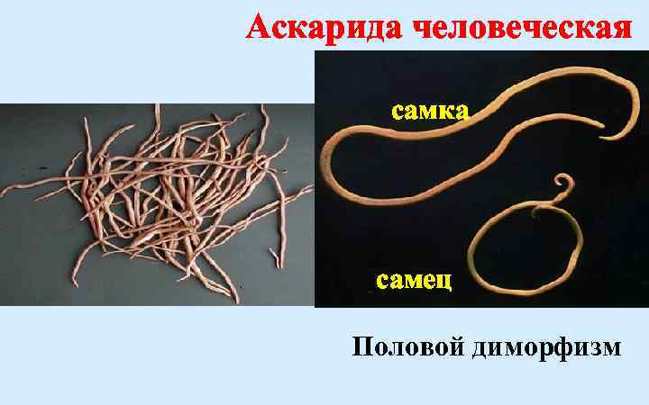 Аскарида человеческая самка самец Половой диморфизм 