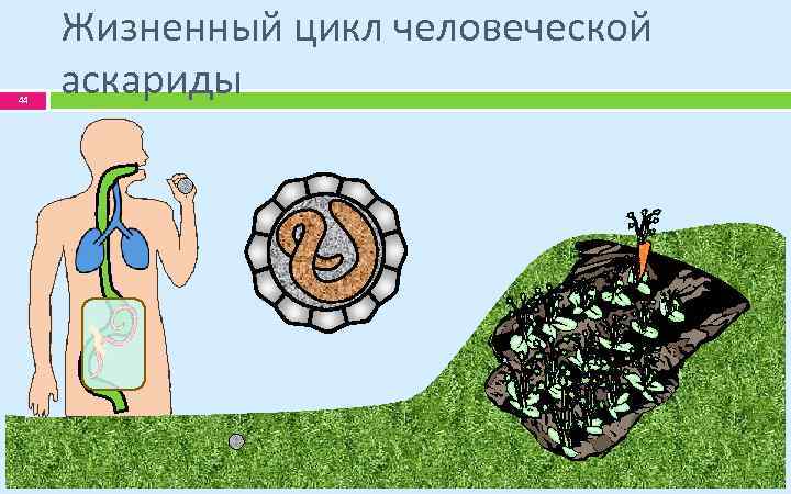 44 Жизненный цикл человеческой аскариды 