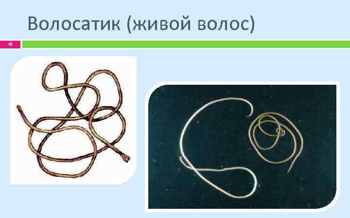 Волосатик (живой волос) 48 